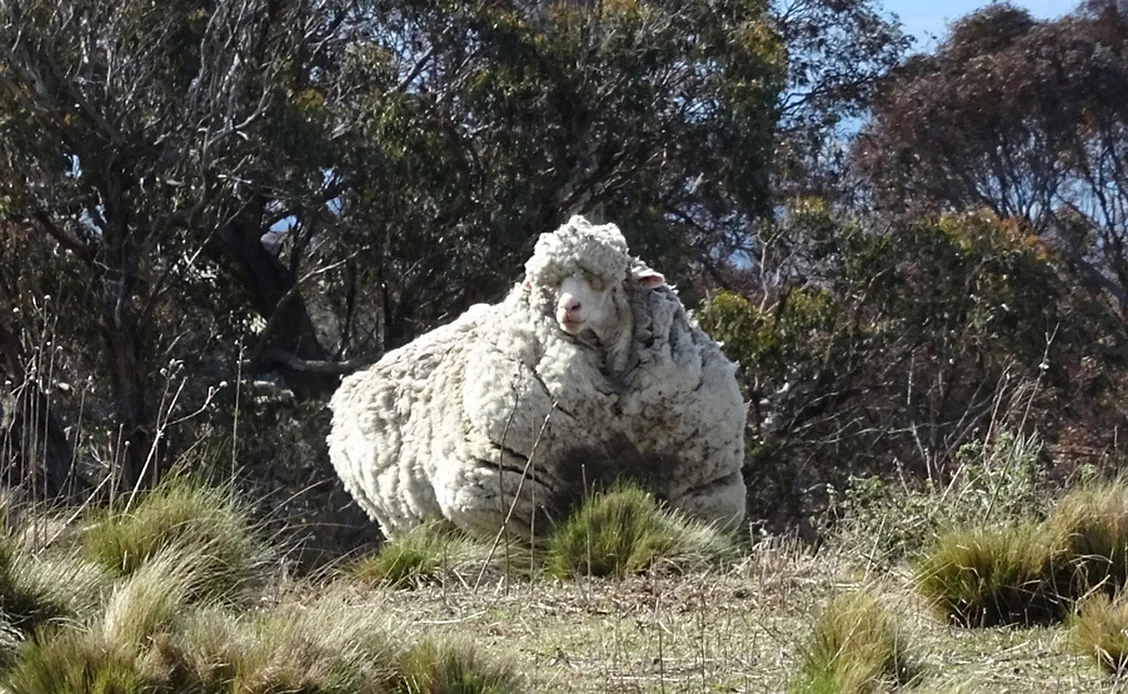 40.4 kg of wool on a sheep