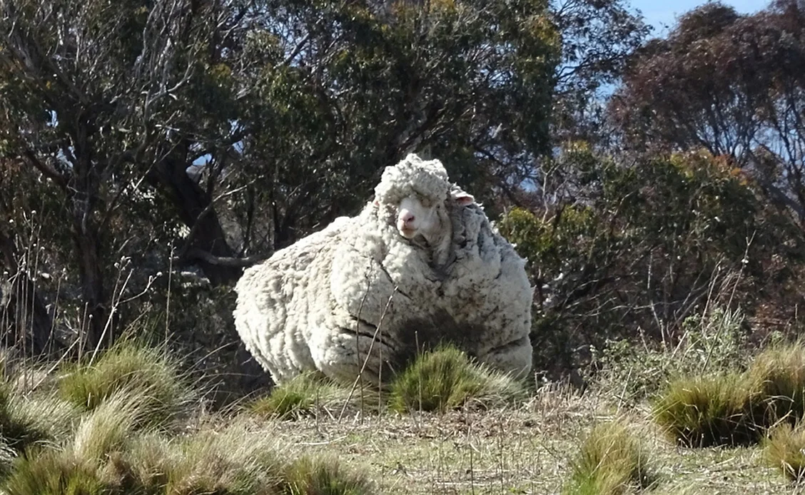 40,4 kg de laine Merino sur un seul mouton, cela fait beaucoup de costumes en perspective !
